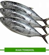 Ikan Tongkol Itu Ikan Laut